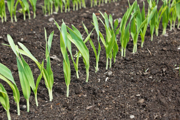 Row of young green plants growing