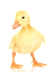 Duckling isolated on white