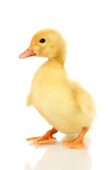 Duckling isolated on white