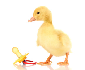 Duckling and baby's dummy isolated on white
