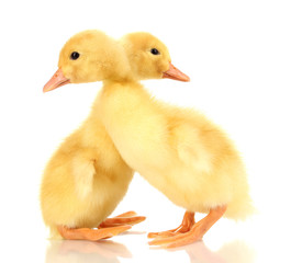 Two duckling isolated on white