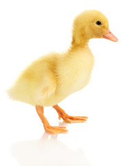 Duckling isolated on white