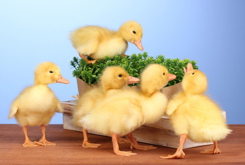 Duckling and bush on wooden table on blue background