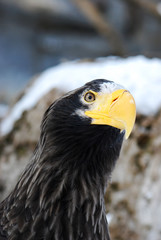 The Eagle