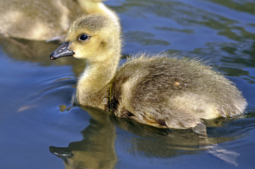 Canada Goose Gosling