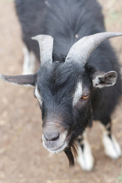 A black goat close up