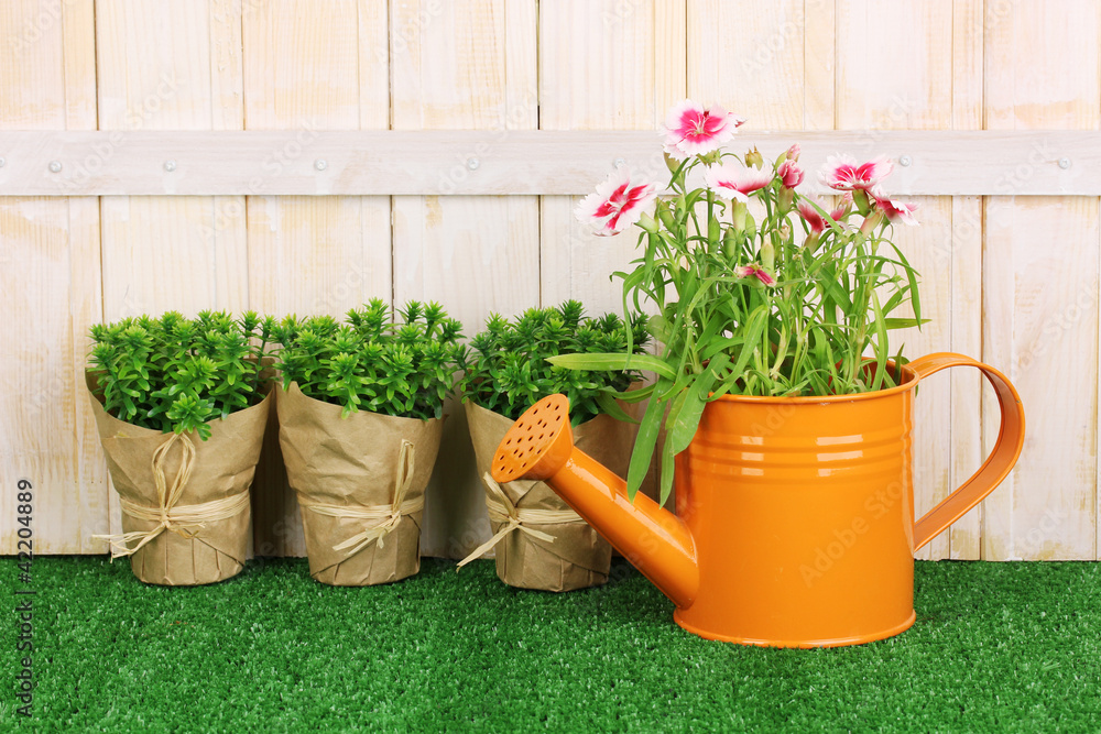 Wall mural gardening tools on wooden background