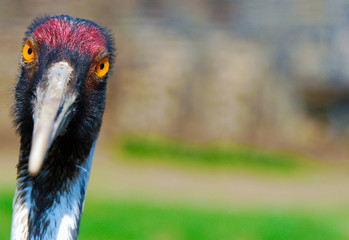 Fototapeta premium adult sandhill crane