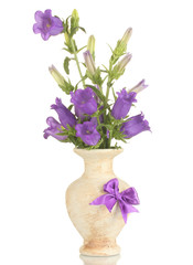 blue bell flowers in vase isolated on white