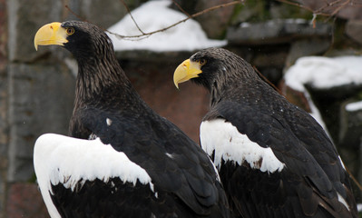 Eagles