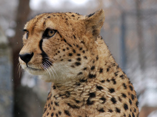 Cheetah
