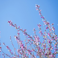 Pink Blossom
