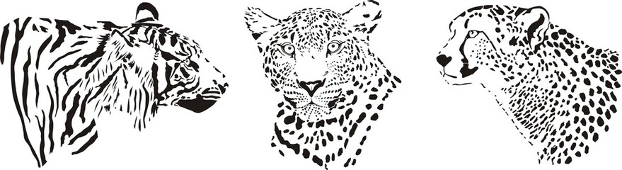 Head of cheetah, leopard and tiger © ČEREŠŇÁK  Vladimír