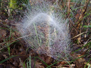 Filmy dome spider web (Neriene radiata) covered in dew