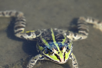 Close up of a Green frog head