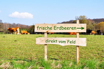 frische Erdbeeren direkt vom Feld