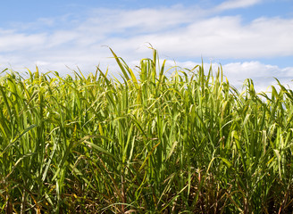 Sugar cane used in biofuel ethanol