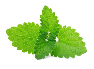 Fresh green mint isolated on white