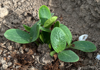 plant of cucumber
