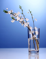 beautiful cherry blossom in vase on blue background