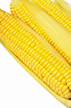 Corn ear isolated on a white background
