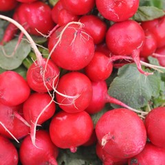 Radish vegetables