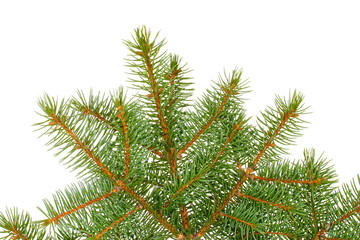 Green Christmas tree isolated on white