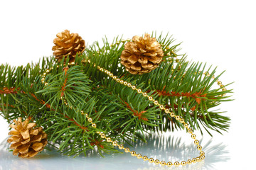 Fototapeta na wymiar Green Christmas tree and cones isolated on white