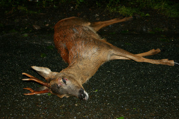 Road kill - deer