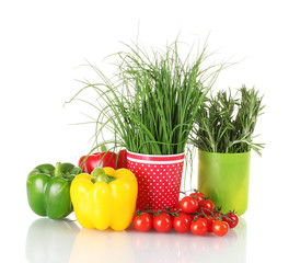 fresh green rosemary and onion in cups, paprika, tomatoes