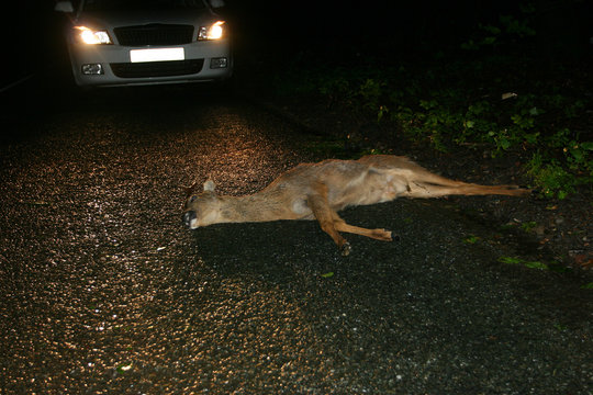 Road kill
