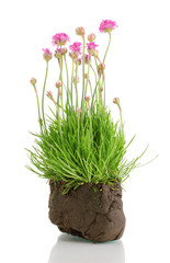 Pink flowers isolated on white