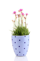 Pink flowers in pot isolated on white