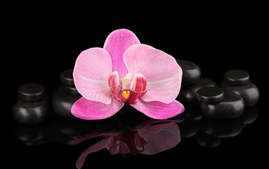 Fototapeta na wymiar Kamienie spa z kwiatem orchidea samodzielnie na czarny