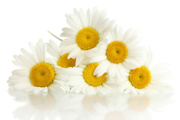 beautiful daisies flowers isolated on white