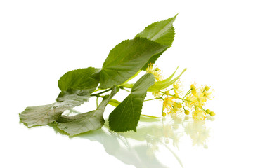 Branch of linden flowers isolated on white