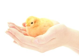 beautiful little chicken on hands isolated on the white