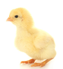 beautiful little chicken isolated on the white