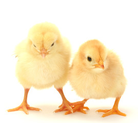 two yellow little chickens isolated on the white