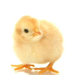 beautiful little chicken isolated on the white