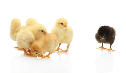 yellow and black little chickens isolated on the white