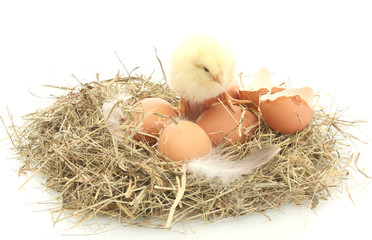 chicken and eggs in nest isolated on white