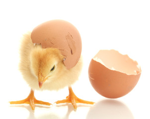 chicken and eggs isolated on white