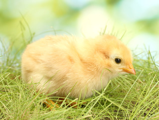 chicken on green grass in garden