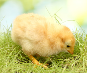 chicken on green grass in garden