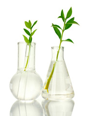 Test-tubes with  plant isolated on white 