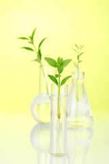 Test-tubes with  plant isolated on white 