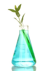 Test-tubes with plant on blue background 