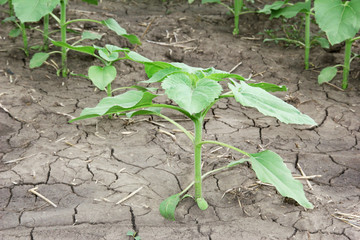 Sunflowers growing out of soil  in field