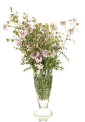 bouquet of vicia in vase isolated on white 